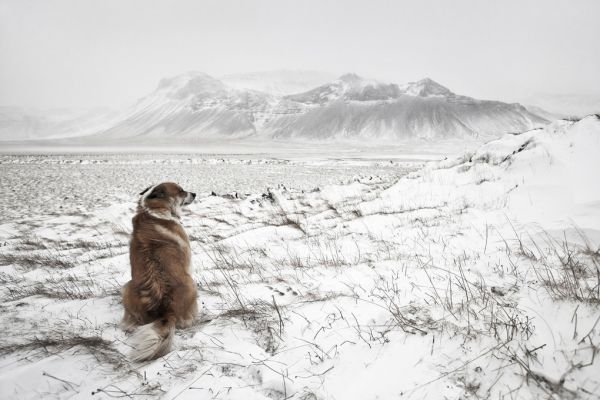 schneeページ PHOTOWALL / Snowstorm (e317564) | 輸入壁紙専門店 WALPA