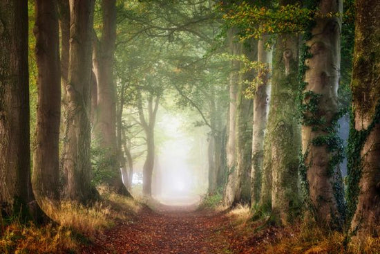 PHOTOWALL / Forward (e317595)