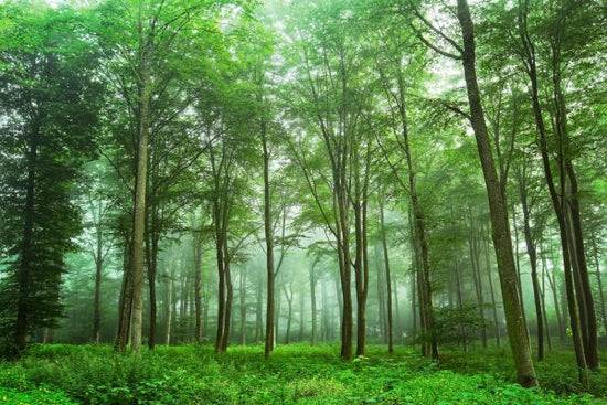 PHOTOWALL / Forest View (e317598)