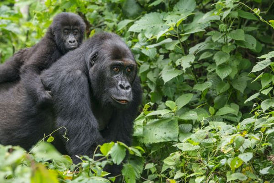 PHOTOWALL / Gorilla Baby and Mother (e317856)