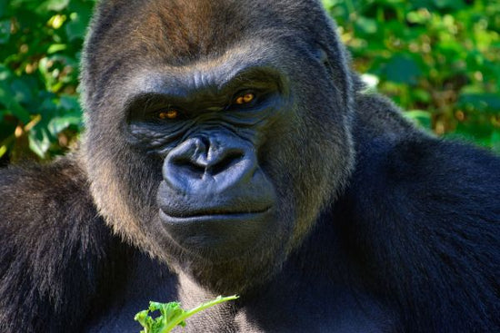 PHOTOWALL / Male Silverback (e317869)