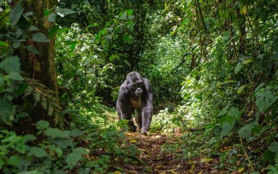 PHOTOWALL / Male Mountain Gorilla (e317874)