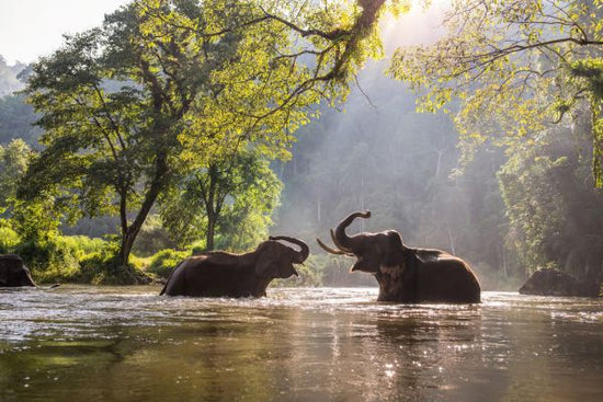 PHOTOWALL / Elephant Playing Water (e317880)