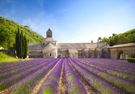 PHOTOWALL / Senanque Abbey (e317917)