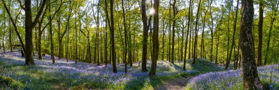 PHOTOWALL / Bluebell Carpets on Woodland (e317934)