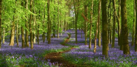 PHOTOWALL / Springtime Bluebell (e318021)
