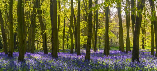 PHOTOWALL / Bluebells Woodland (e318022)