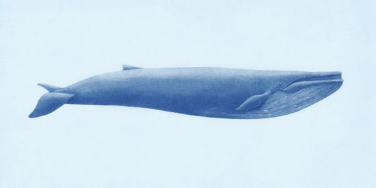 PHOTOWALL / Blue Whale (e320010)