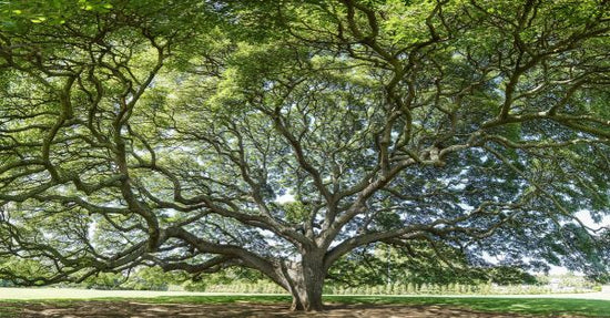 PHOTOWALL / Majestic Tree (e318191)