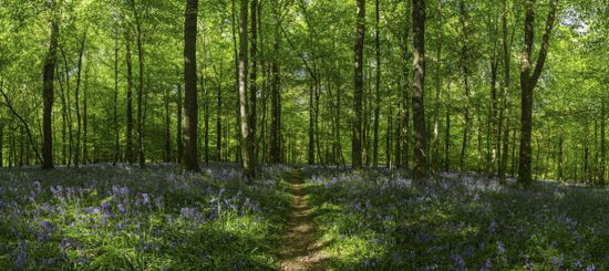 PHOTOWALL / Forest Earth Trail (e318268)