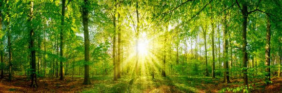 PHOTOWALL / Sunlight in the Forest (e318274)