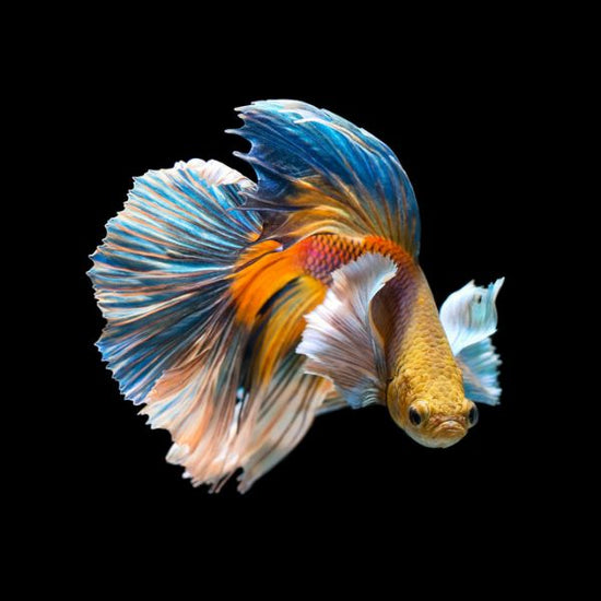 PHOTOWALL / Siamese Fighting Fish (e318293)