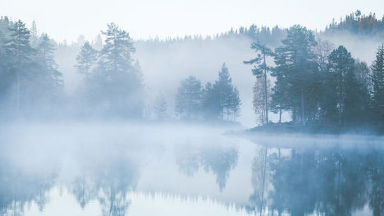 PHOTOWALL / Forest Mist (e318307)