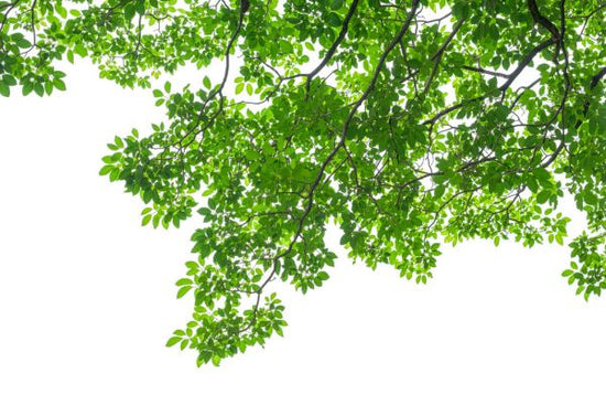 PHOTOWALL / Green Leaves and Branches (e318308)