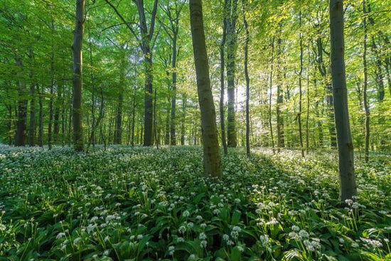 PHOTOWALL / Beechwoods (e318152)