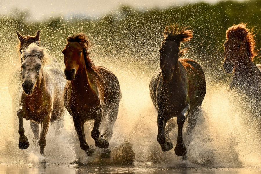 PHOTOWALL / Horses in River (e318326)