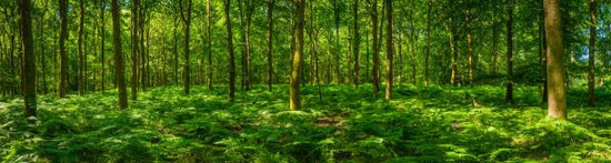 PHOTOWALL / Fern Frond Forest (e318334)