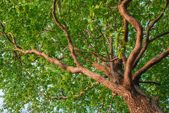 PHOTOWALL / Forest Tree (e318337)