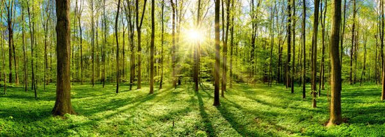 PHOTOWALL / Bright Sunshine in the Forest (e318338)