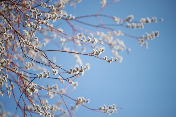 PHOTOWALL / Willow Tree Blossom (e318360)