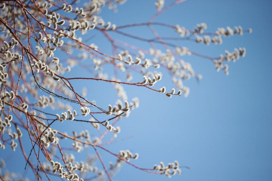 PHOTOWALL / Willow Tree Blossom (e318360)