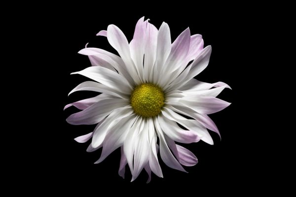 PHOTOWALL / Daisy Flower (e318375)