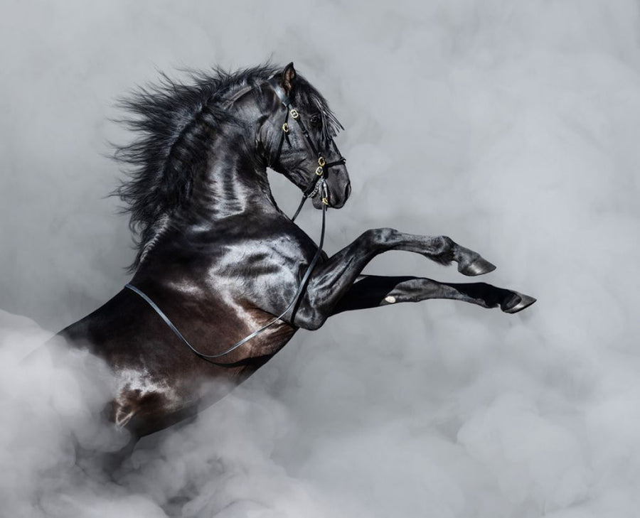 PHOTOWALL / Horse Rearing in Smoke (e318386)