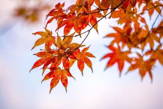 PHOTOWALL / Maple Autumn Leaves (e318387)