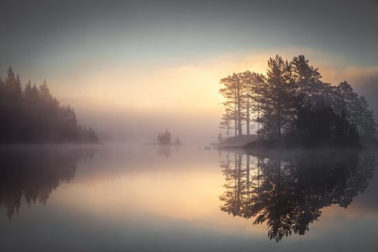 PHOTOWALL / Sunrise in the Forest (e318400)