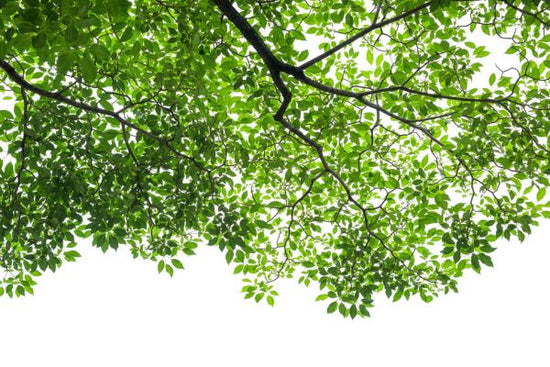 PHOTOWALL / Tree Branches and Leaves (e318403)