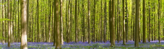 PHOTOWALL / Bluebell Forest (e318497)