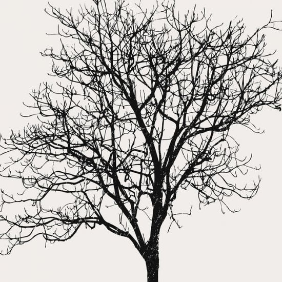 PHOTOWALL / Black Birch (e320678)