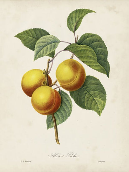 PHOTOWALL / Redoute’s Fruit (e320508)