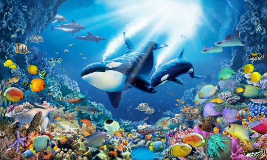 PHOTOWALL / Killer Whales (e320823)