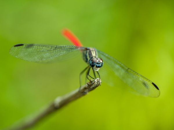 PHOTOWALL / Dragonfly (e320968)