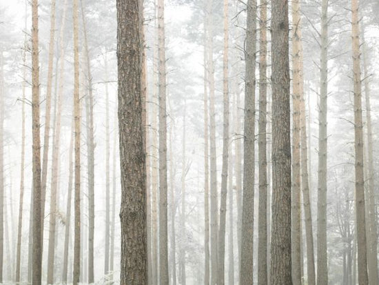 PHOTOWALL / Windsor Forest (e320974)