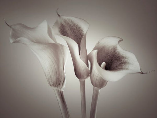 PHOTOWALL / Calla Lily (e320975)