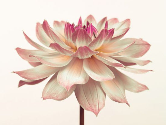 PHOTOWALL / Dahlia Flower (e320983)