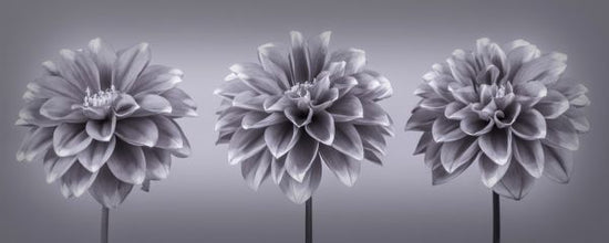 PHOTOWALL / Dahlias - Dark (e320995)