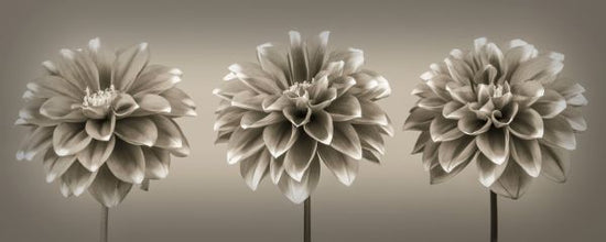 PHOTOWALL / Dahlias - Sepia (e320996)