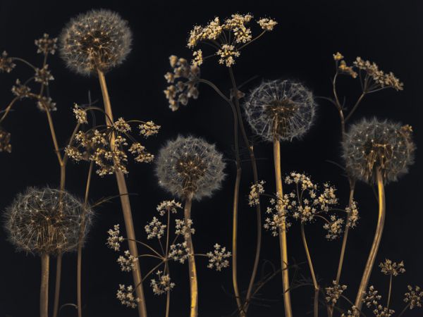 PHOTOWALL / Meadow Flowers - Black (e320998)