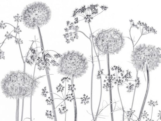 PHOTOWALL / Meadow Flowers - Bright (e321000)