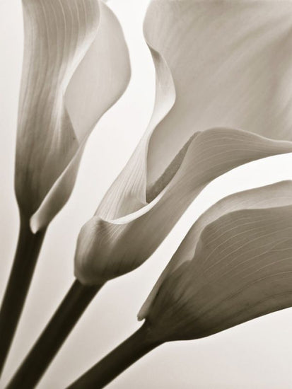 PHOTOWALL / Calla Lilies (e321014)