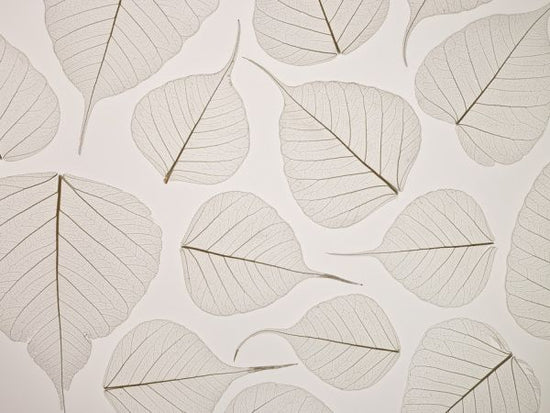 PHOTOWALL / Leaves (e321022)