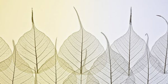 PHOTOWALL / Line up Leaves II (e321024)