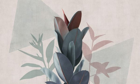 PHOTOWALL / Ficus Elastica (e321281)