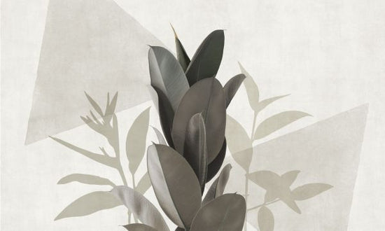 PHOTOWALL / Ficus Elastica V (e321285)