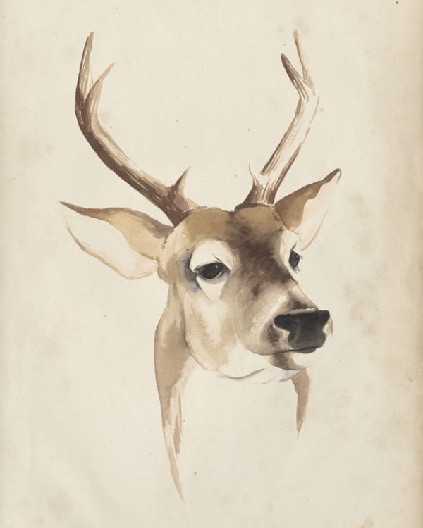PHOTOWALL / Watercolor Animal Study (e320168)