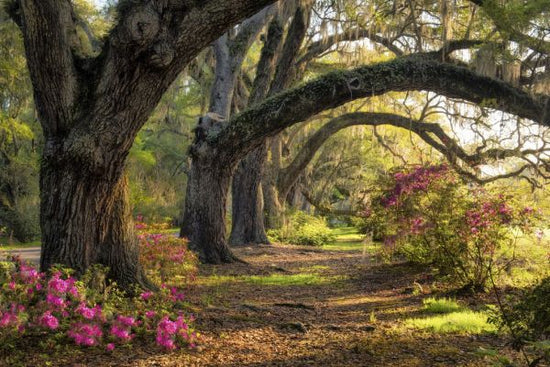 PHOTOWALL / Under the Live Oaks (e320177)