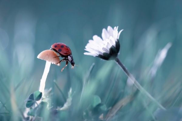 PHOTOWALL / Story of the Lady Bug (e320703)
